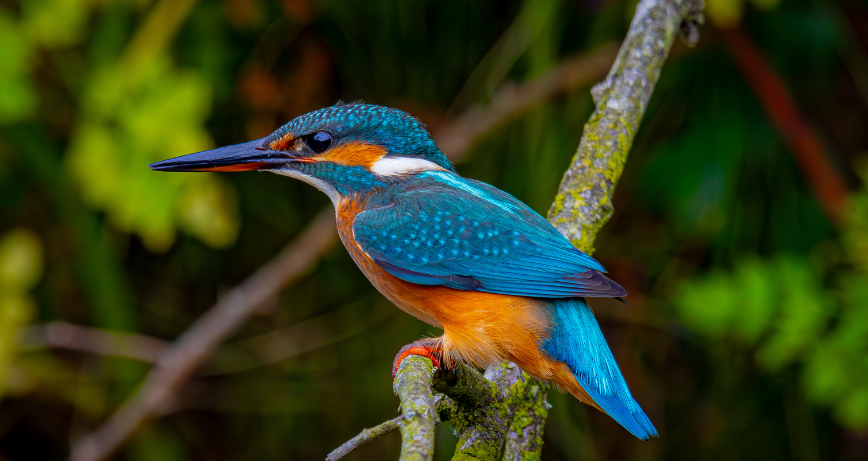 Strangford Kingfisher by Jonathan Hanna 